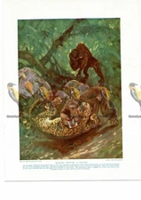 Mandrill Fighting a Leopard, Book Illustration (Print), c1925