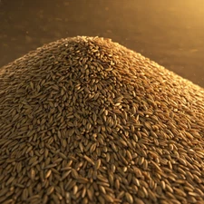 High Quality Oat Seed - Cat Grass - Fresh OAT SEED Grown in the USA