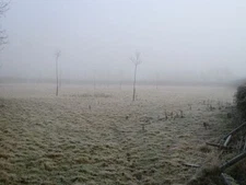 Photo 6x4 Young woodland Coxall Bedstone Newly planted scattered trees b c2007