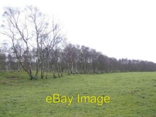 Photo 6x4 Row of birches off the Black Bank Scotterthorpe Very poor soils c2007