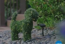 Improvements 15" LED Boxwood Dog, Outdoor Topiary, 30 LED Lights, Solar, 852478