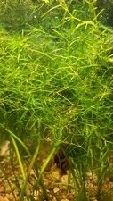 Guppy Grass Najas Grass Floating Plant shrimp, fry plant