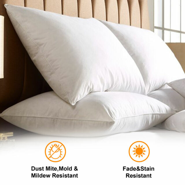 feather pillows online