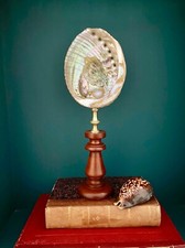 Abalone Haliotis ou Ormeau sur socle bois tourné ancien -Cabinet de curiosités