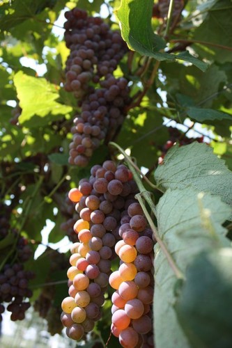 Canadice Grape Seedss (Vitis vinifera) 100+ Seedss - Picture 3 of 6