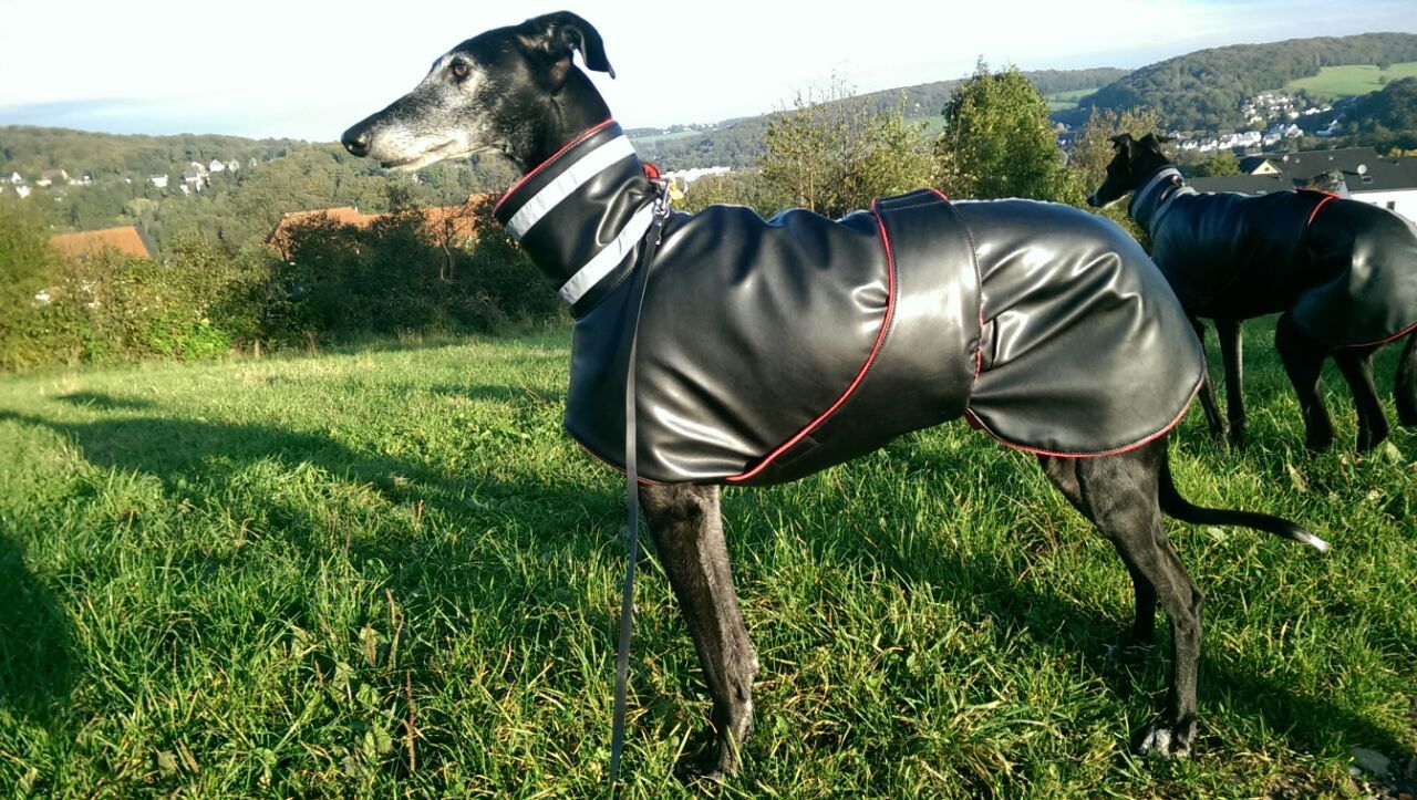 Windhundmantel,Wintermantel,Galgo,grauhound,Saluki, RL 59 63 | Günstige Bestellung
Windhundmantel,Wintermantel,Galgo,grauhound,Saluki, RL 59 63 | Günstige Bestellung