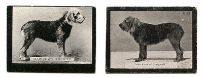 OTTERHOUND DOG Vintage Cigarette & Trade Cards - Ogden's Tab C. 1902 Named