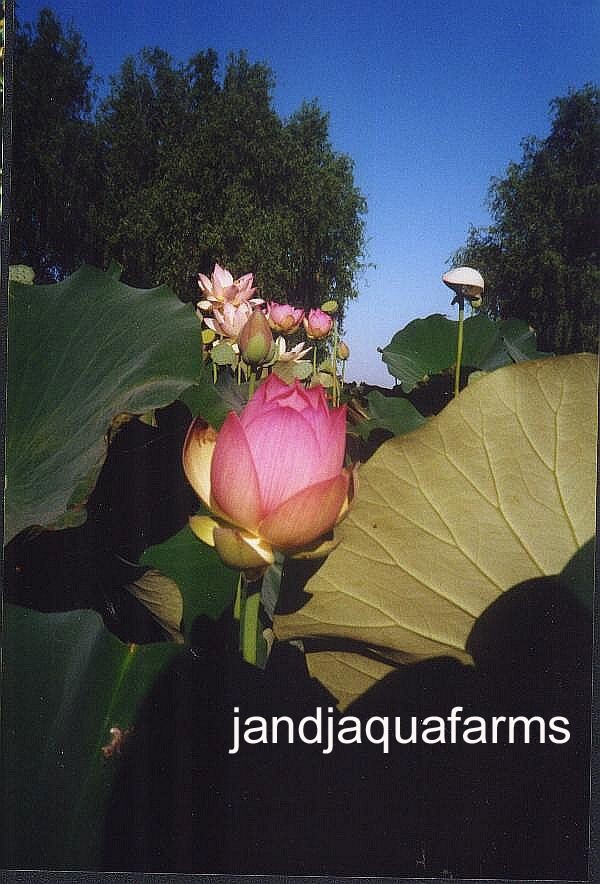 Sacred Lotus LIVE PLANT Nelumbo nucifera tuber koi pond garden J&J