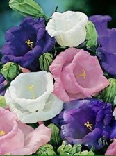 500 x CANTERBURY BELLS DOUBLE MIX CAMPANULA “CUP And SAUCER “Seeds