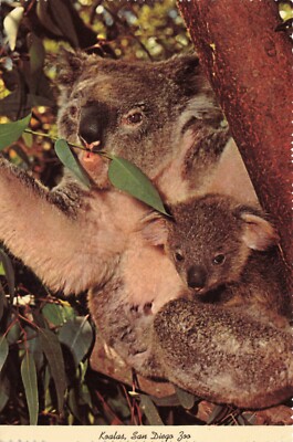 Postcard Koala Bear and Baby Australia from San Diego Zoo CA Eucalyptus Tree 6x4