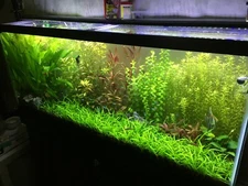 10x - 50+ Dwarf Sagittaria Subulata -Easy Live Aquarium Plants