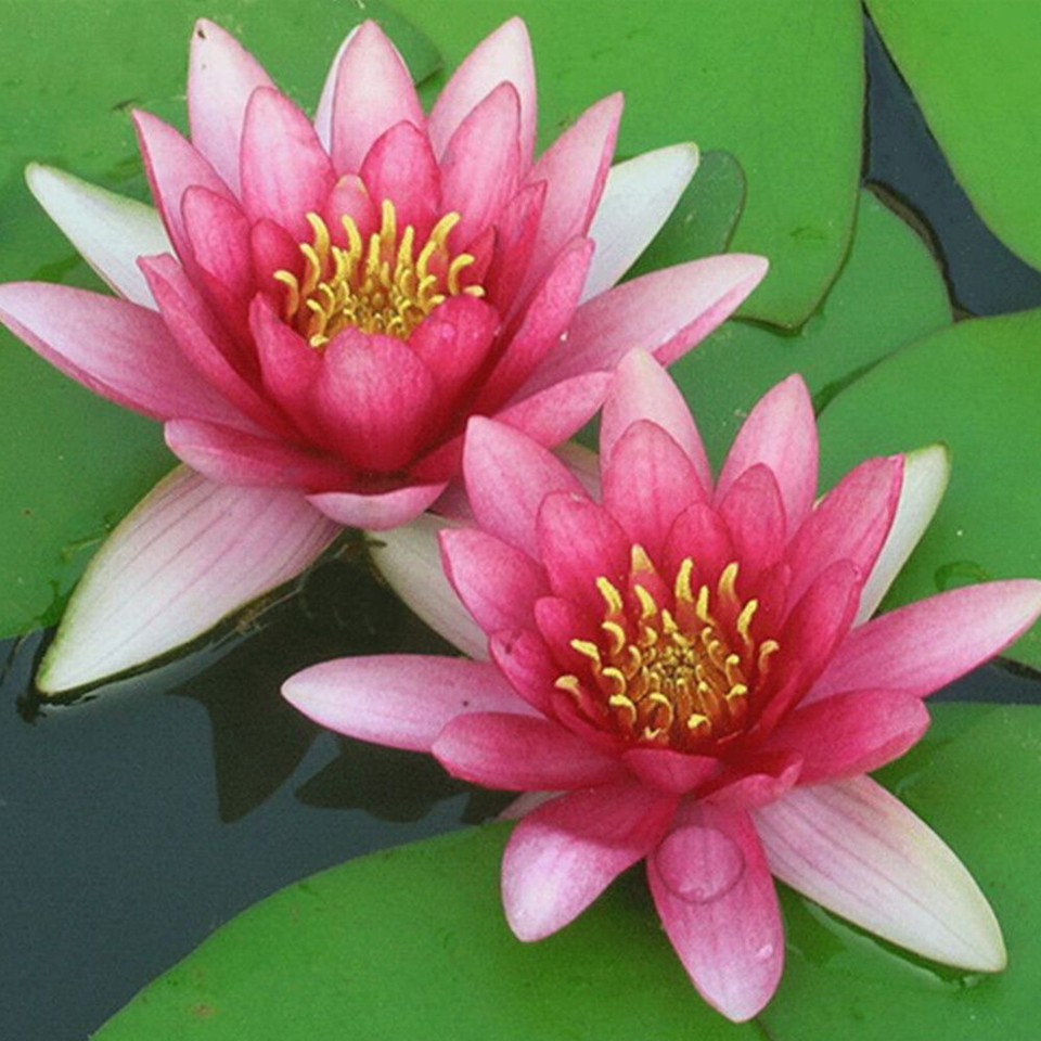 Fiore Di Loto Cinese Illustrazione Di Stock. Illustrazione Di Loto - 2270018 - Foto 4