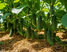 Hector F1 Gemüse Einlegegurken Saatgut Семена Огурца Гектор F1  23