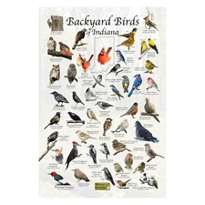 Birds of Indiana Backyard Birding Identification Print / Bird Field Guide