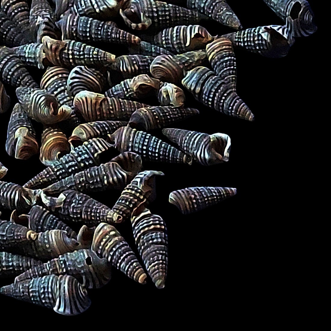 Tiny Spiral Black Spotted Natural Sea Shells for Crafts & Home
