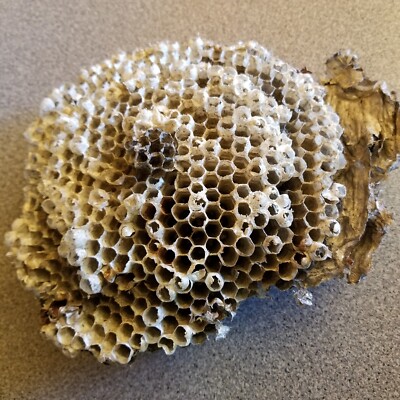 Real Wasp Nest 6  Natural Yellowjacket Hornet Nest Entomology Nature
