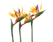 Artificial Bird of Paradise Flowers Rubber Strelitzia 32'in Long Stem Flower ...