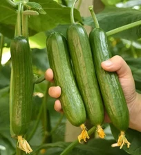 25-Pack Heirloom Vegetable Seeds – Cucumber, Tomato, Lettuce, Peppers & Eggplant