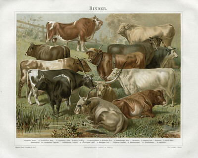 Cows Bulls Calves Dairy Herd print 1800s Country Farmhouse Poster Print