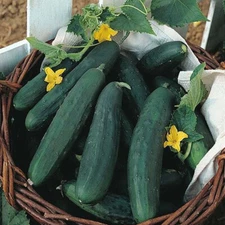 Garden Sweet Burpless Cucumber, Hybrid (Cucumis sativus) Vegetable Seeds