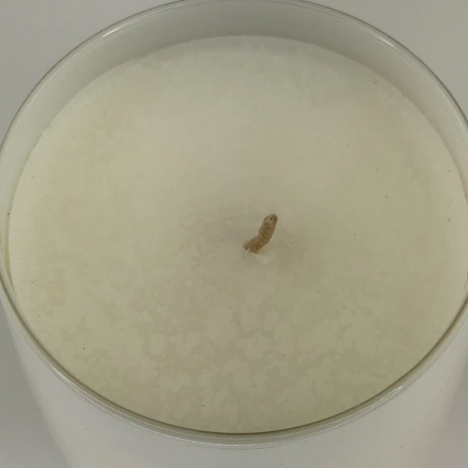 Primal Elements Icon Candle-Snowman 13 oz Glass Scent Frosty Citrus & Lily (read - Image 3 of 4