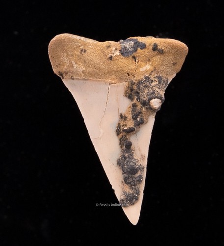 C. hastalis Ancestral Great White Bakersfield 1,67"" 2043 - Bild 2 von 2
