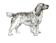 English Springer Spaniel - CUSTOM MATTED 5 x 7 - Dog Art Print - NEW - GD