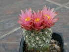 Sclerocactus pubispinus SB 1908 - 10 semi - MOLTO RARO