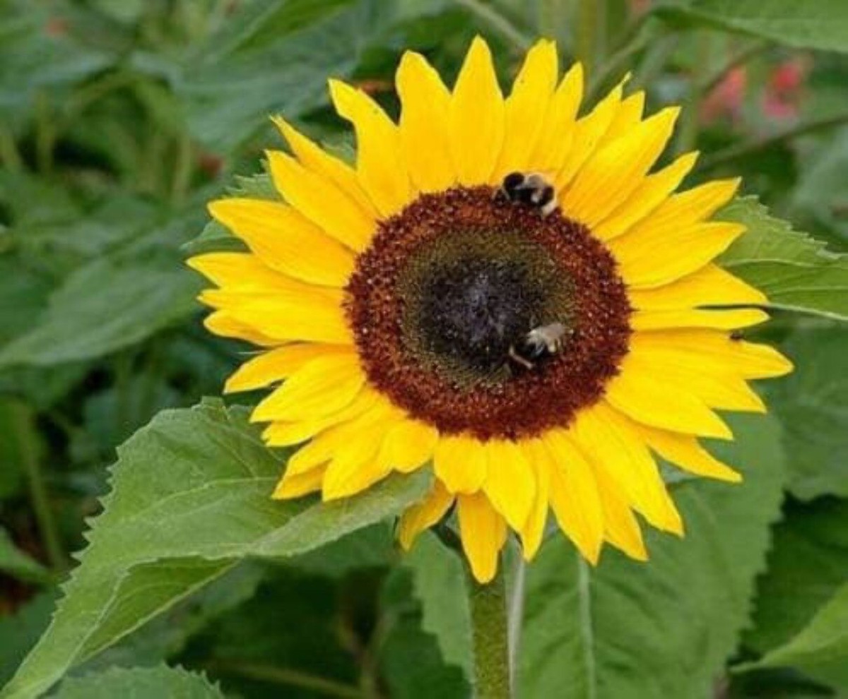75 MAMMOTH GREY Stripe SUNFLOWER Helianthus Annuus Flower