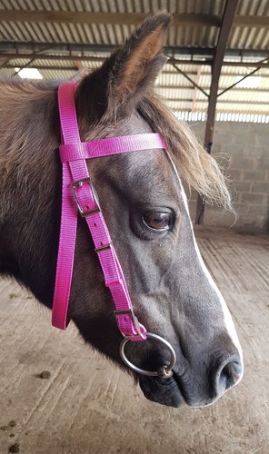 Mezza corona BRIDLE Shetland, piccolo pony, pony, pannocchia, F/S. Rete sintetica lavabile - Foto 4 di 52