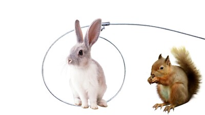 SURVIVAL SNARES RABBIT SNARES DOZEN, 36'' 1/16 SURVIVAL SNARES SMALL GAME SNARES