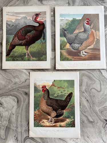 3 CROMOLITOGRAFÍAS ORIGINALES CASSELL'S POULTY BOOK AÑOS 1800 8 1/8" X 10 3/4" - Imagen 1 de 7