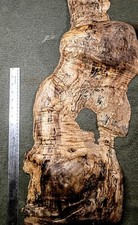 Giant Natural Spalted Maple Burl Sculpture Blank 30" Live Edge Burl Slab 7.5 lbs