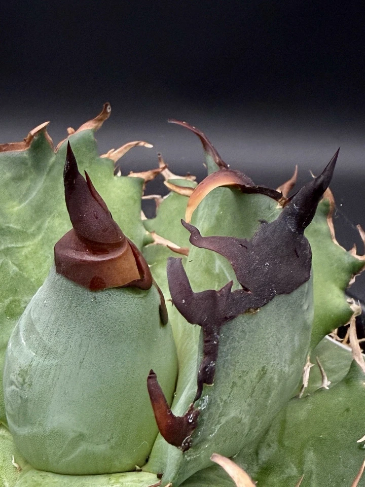 Agave oteroi seedling Grade A specimen Black Spines!/titanota/oaxaca/ariocarpus - Image 4 of 4