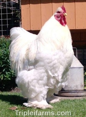 12+ ~GIANT LARGE FOWL~ COCHIN COLOR ASSORTMENT ~ Fertile Chicken Hatching Eggs ~