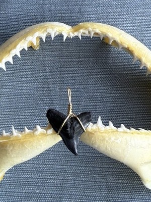 SHARK TOOTH PENDANT.. fossilized 3/4 inch Dusky from Venice Florida.