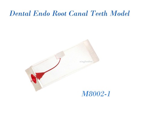 Modelo de dientes ECA dental, bloque de práctica de raíz endodóntica estudio de cavidad pulpar roja - Imagen 15 de 41
