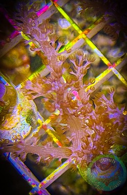 SAF~  WYSIWYG  Kenya Tree Frag, LPS, SPS, Soft Coral Colony, Leather