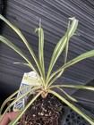 Color Guard Yucca — photo 1
