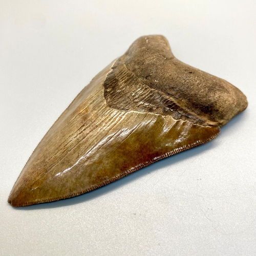 Hochwertiger scharf gezackter 4,82 Zoll fossiler MEGALODON Haizahn - USA - Bild 2 von 7