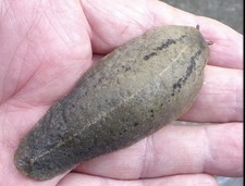 2 Live Adult Florida Leatherleaf Slugs pair Of Pet Slugs Large Species