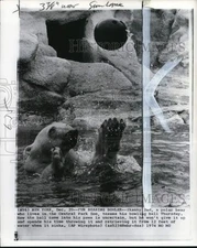 1974 Press Photo New York Polar Bear Skanky 2nd Plays with Bowling Ball in Water