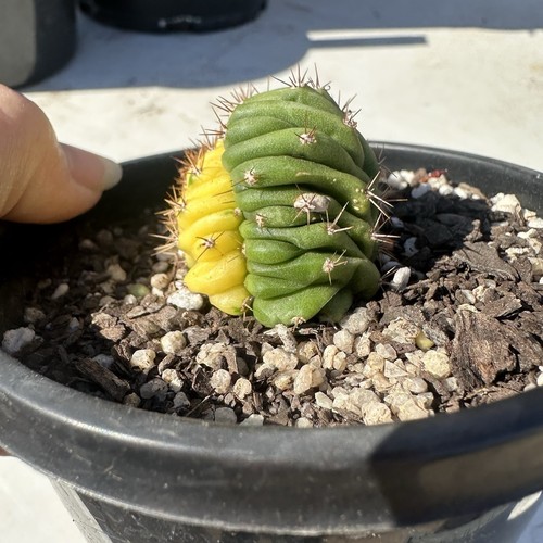 Tricho Cristata Variegata Bicolor - Rare Cactus - Picture 2 of 4