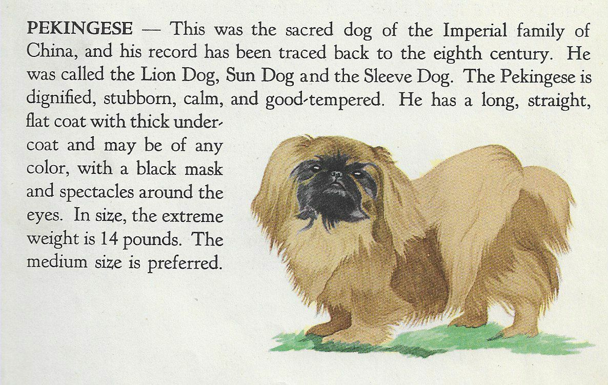 Pekingese In Sleeves Pekingese 1940 Vintage Dog Art Print Matted