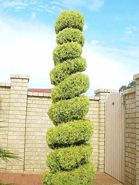 PENCIL PINE 1250 FRESH SEEDS CUPRESSUS SEMPERVIRENS FRAGRANT MEDICINAL BULK - Image 3 of 4