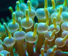 -CC- Live 4”-5” Green Bubble Tip Anemone Reef Tank Frag Coral