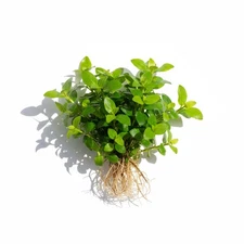 Staurogyne S Repens Live Aquarium Plants BUY 2 GET 1 FREE
