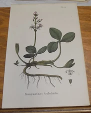 1832 Medicinal Plant COLOR Print///BOG BEAN, or MENYANTHES TRIFOLIATA