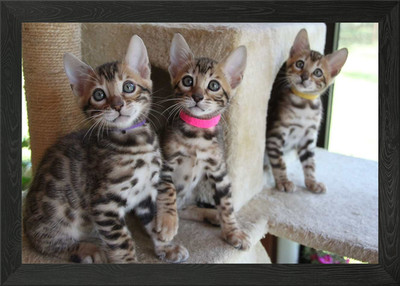 Niedliche Katzen gerahmtes Wandbild Poster Leinwanddruck Bild