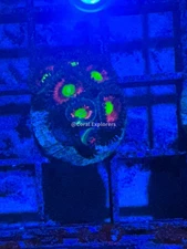 CE- WYSIWYG Purple Rain Zoa Zoanthid Frag Live Coral LPS SPS #R1GJ14